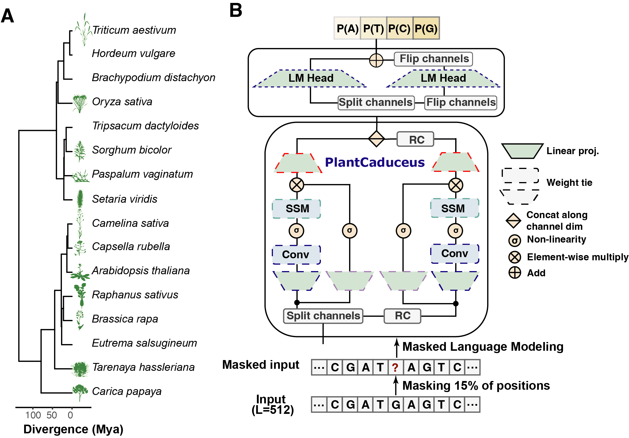 Pretraining of PlantCaduceus