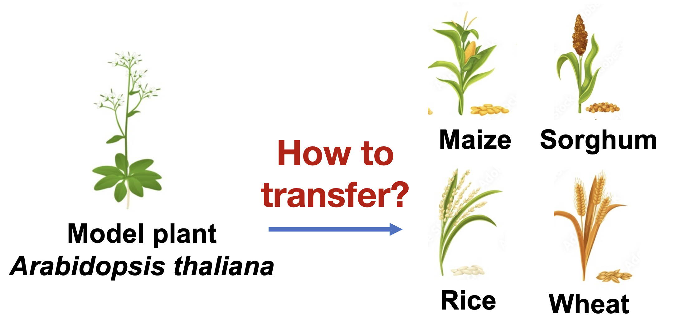 Model plant to crops