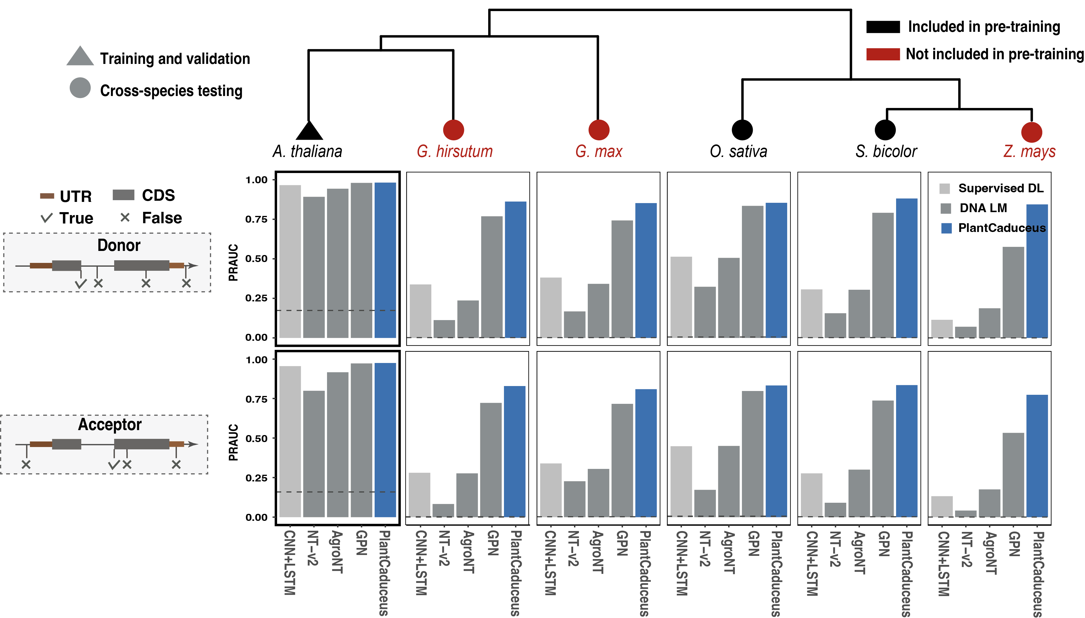 Modeling transcription